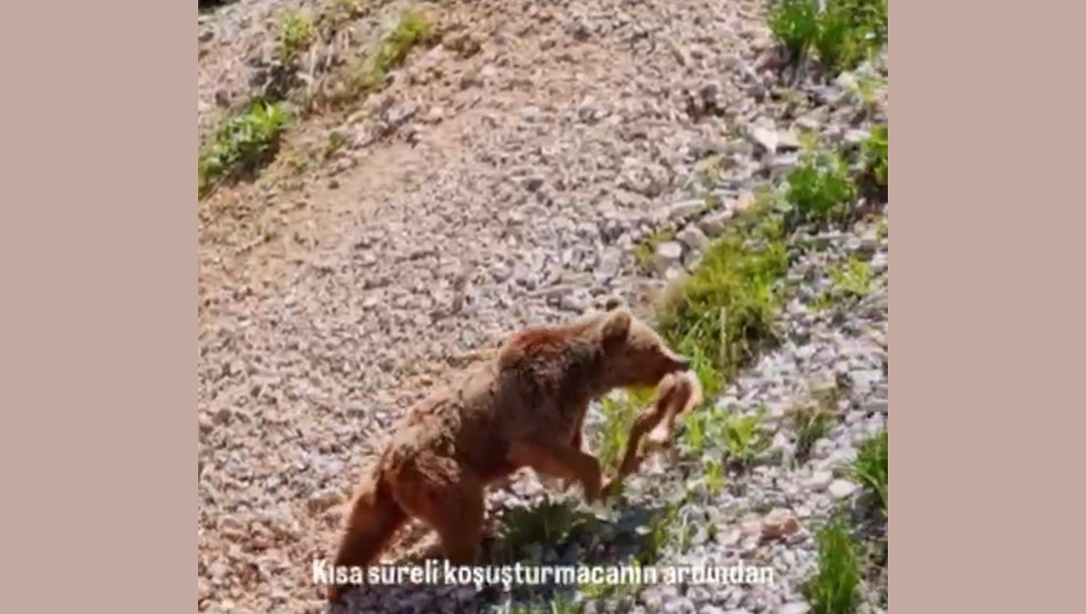Tunceli'de ayının avı dron ile görüntülendi