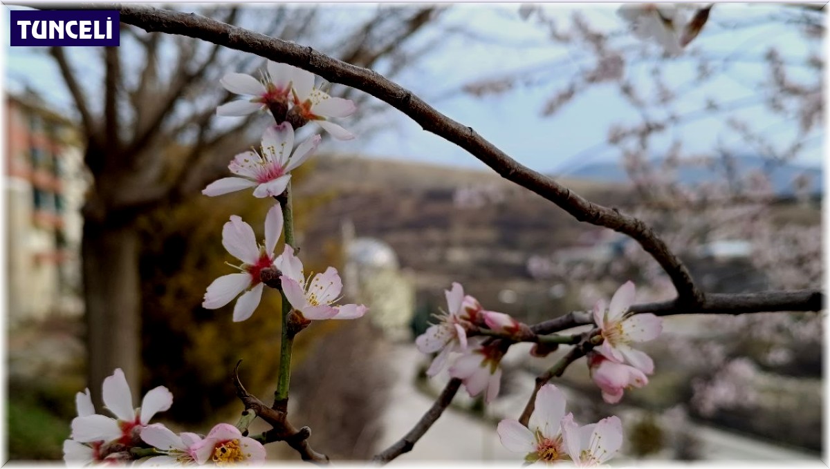 Tunceli'de badem ağaçları çiçek açtı, üretici tedirgin
