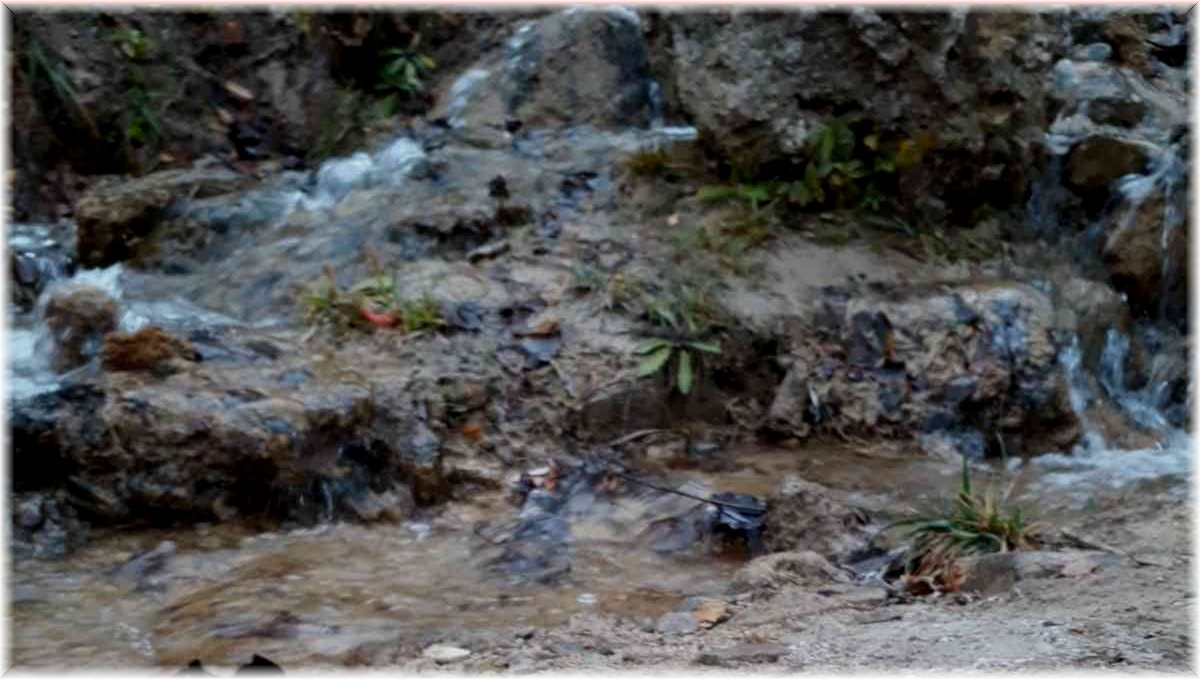 Tunceli'de benekli semender görüntülendi