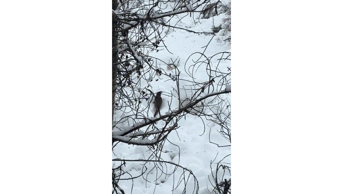 Tunceli'de beyaz örtü üzerinde nadir anlar: Nesli tehlike altındaki su samuru kamerada