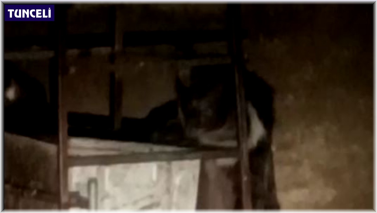 Tunceli'de beyaz yeleli boz ayılar görüntülendi