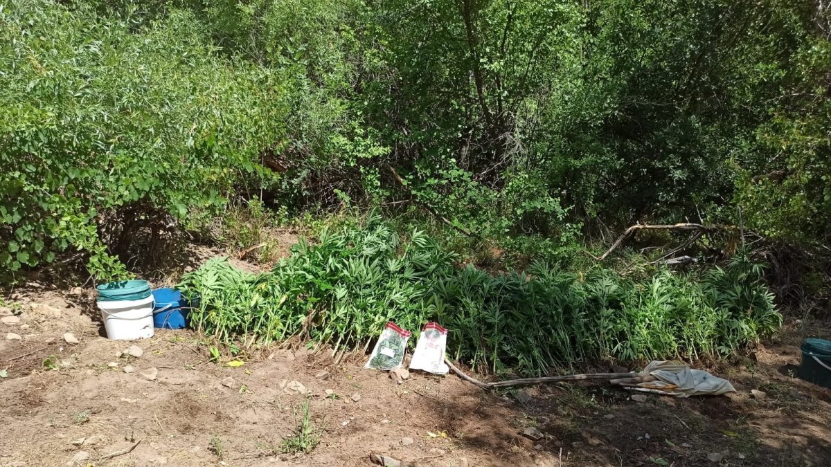 Tunceli'de bir arazide hint keneviri ve esrar ele geçirildi