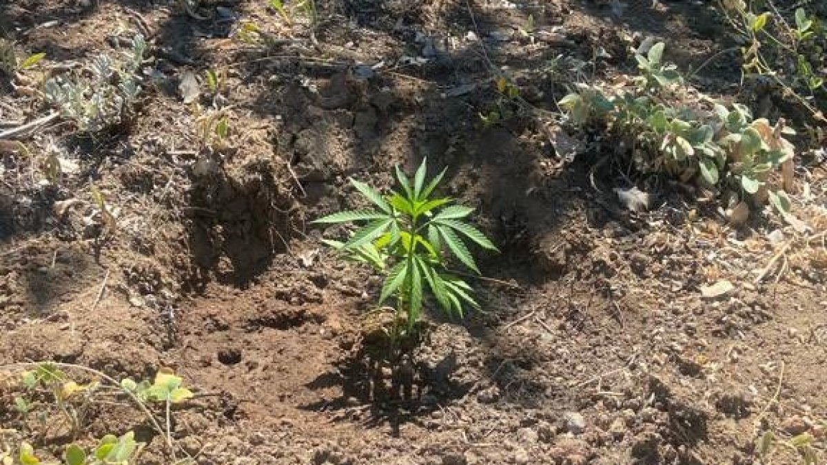 Tunceli'de bir evde kenevir ele geçirildi