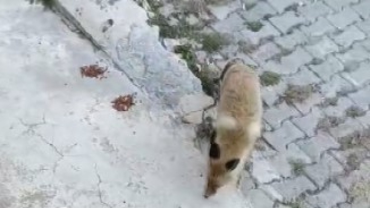 Tunceli'de bir tilki, kedilerin mamalarına ortak oluyor