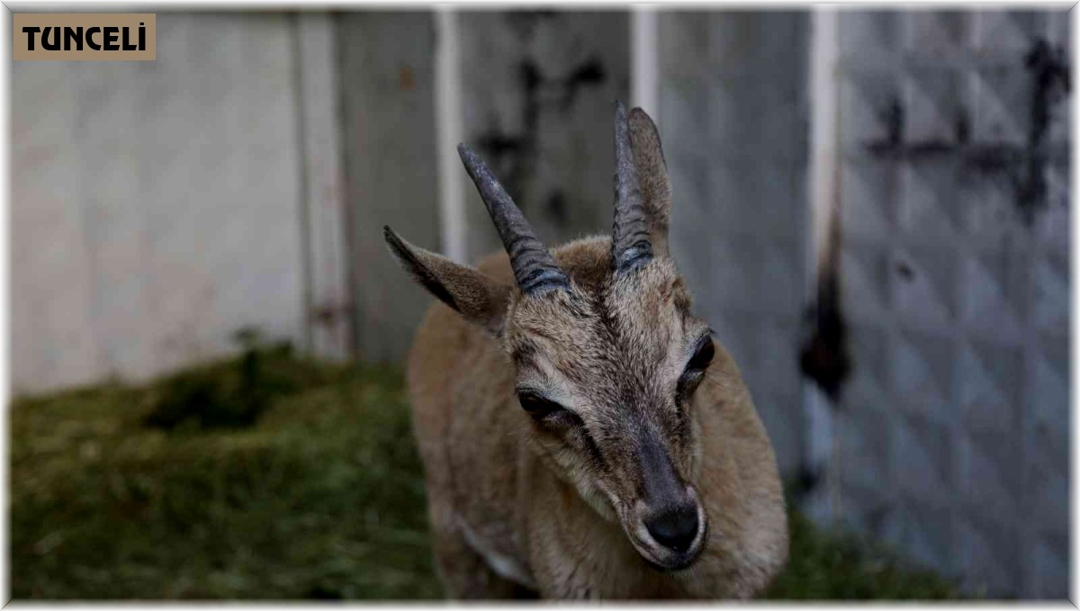 Tunceli'de bitkin halde bulunan yaban keçisi koruma altına alındı