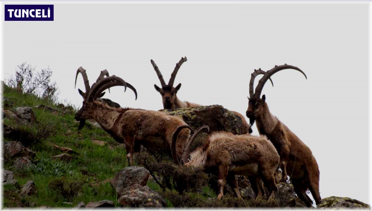 Tunceli'de boz ayı ailesi ve yaban keçileri görüntülendi