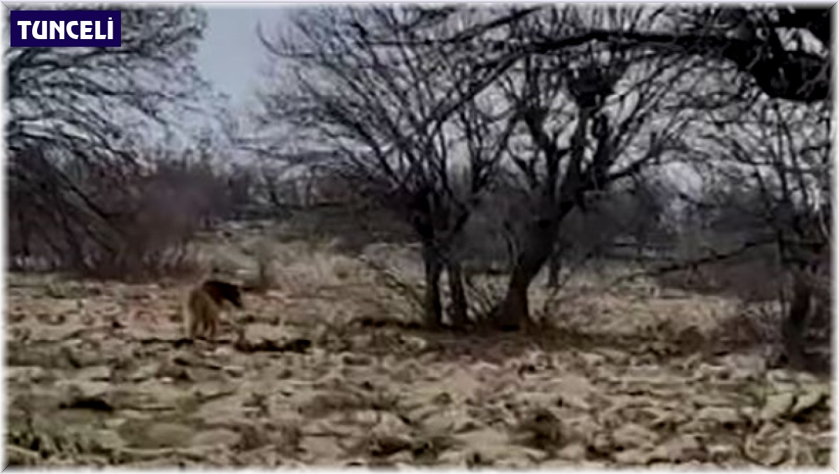 Tunceli'de boz ayı görüntülendi