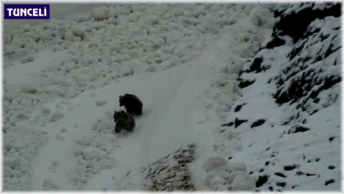 Tunceli'de boz ayıların kar keyfi