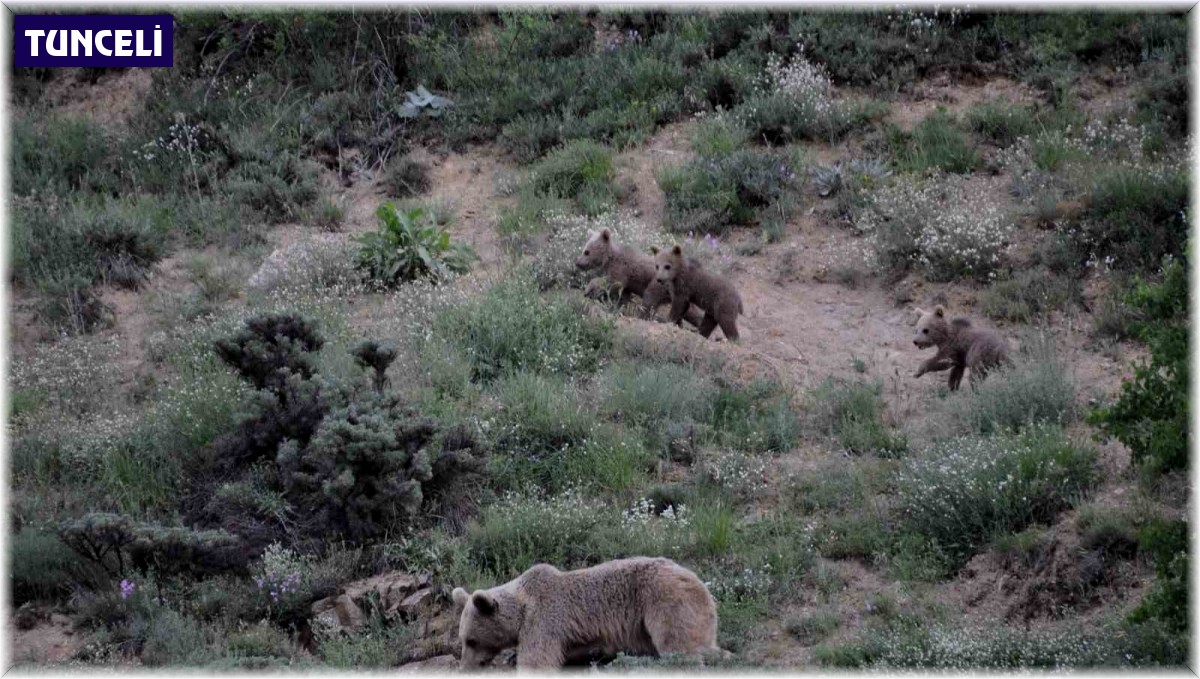 Tunceli'de bozayı yavruları fotoğraflandı
