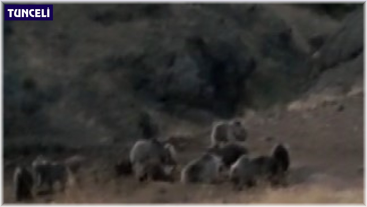 Tunceli'de bozayılar grup halinde görüntülendi