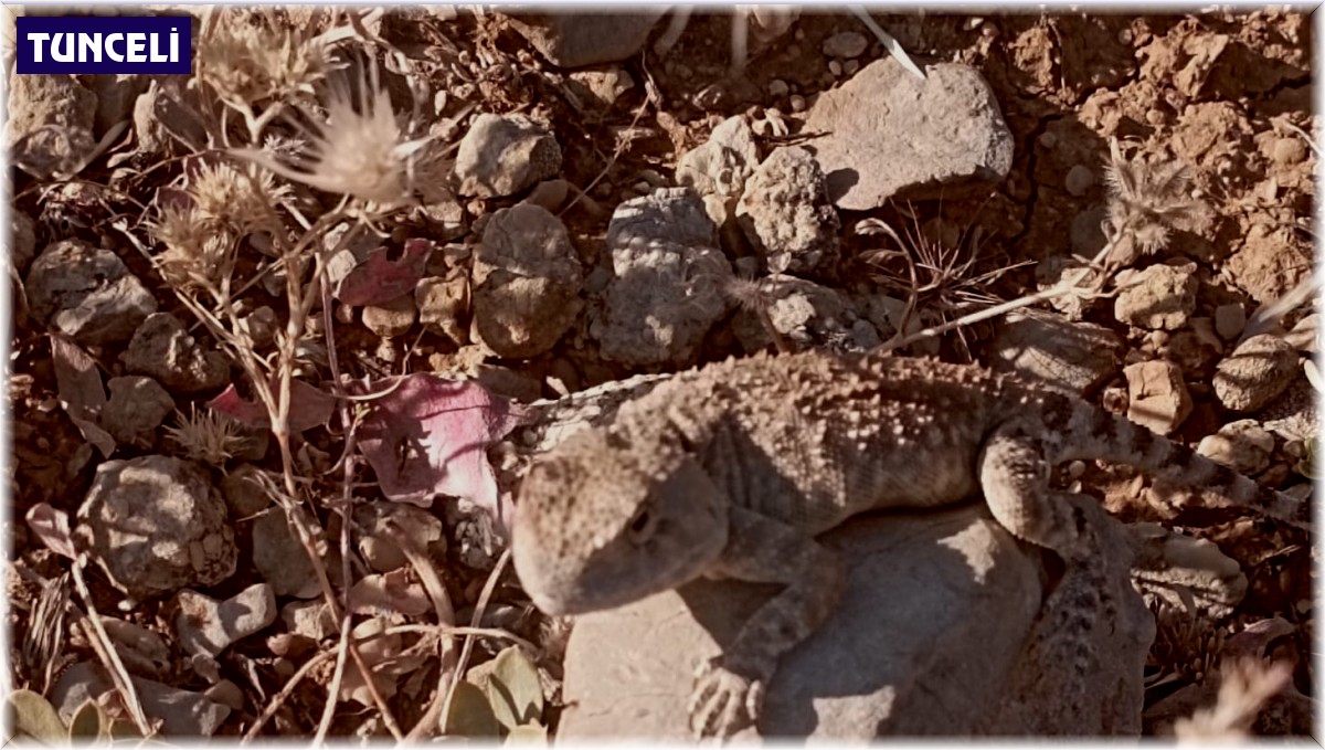 Tunceli'de 'bozkır keleri' fotoğraflandı