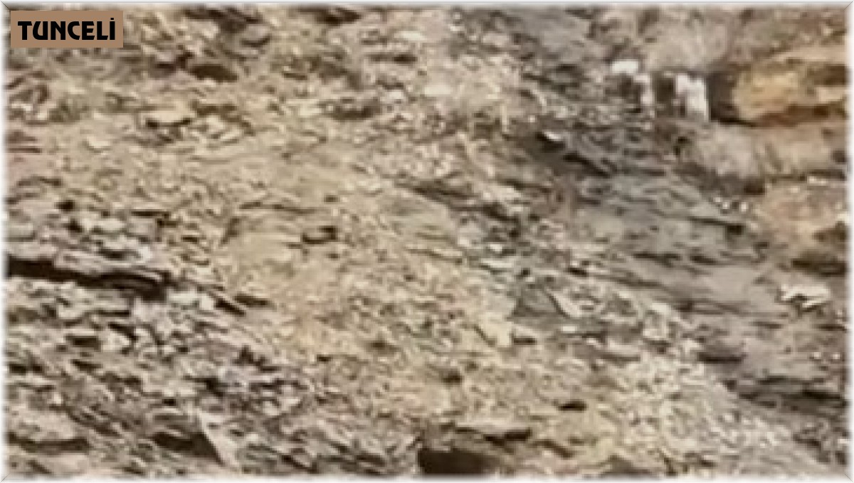 Tunceli'de çengel boynuzlu dağ keçileri görüntülendi