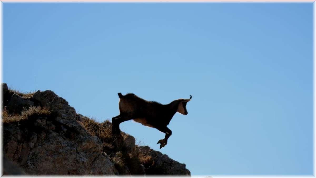 Tunceli'de çengel boynuzlu dağ keçisi görüntülendi