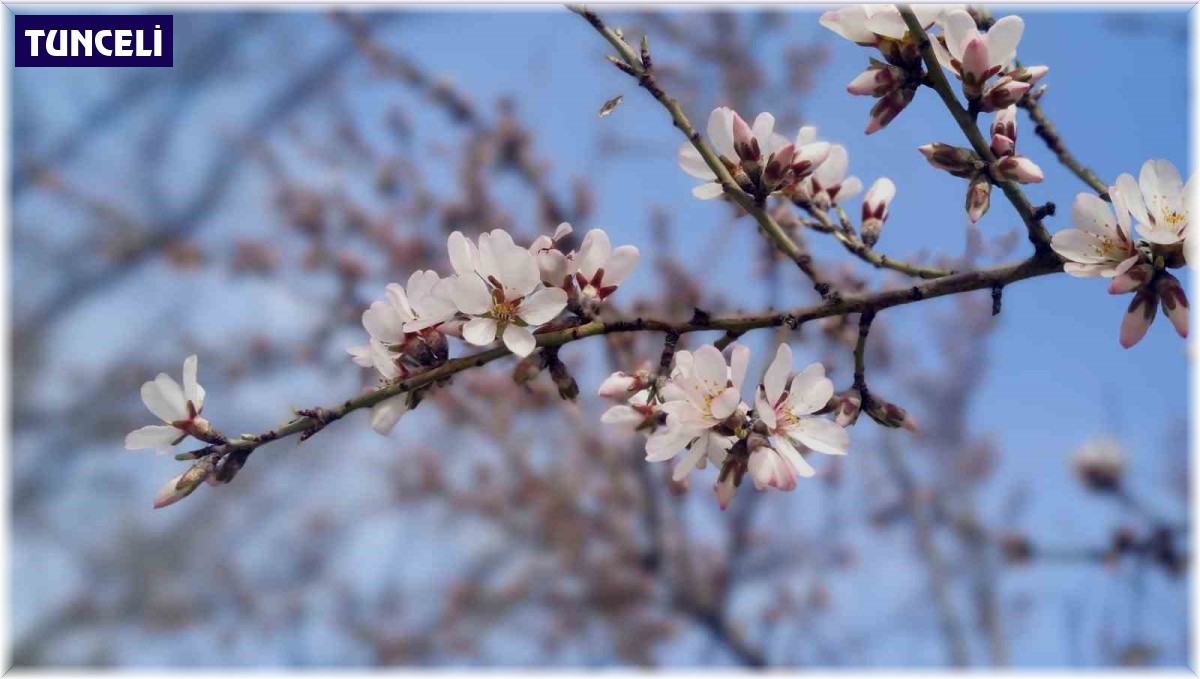 Tunceli'de çiftçilerin don tedirginliği