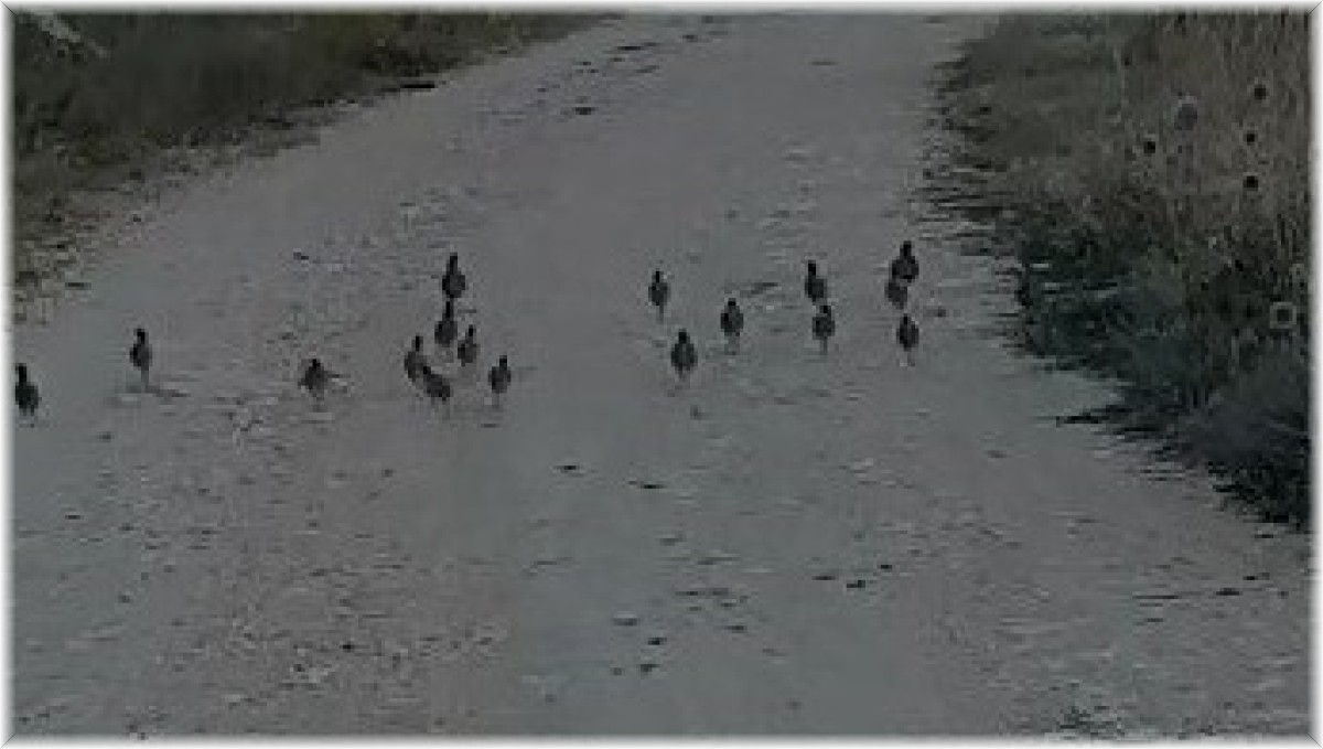 Tunceli'de Çil Keklik sürüsü görüntülendi