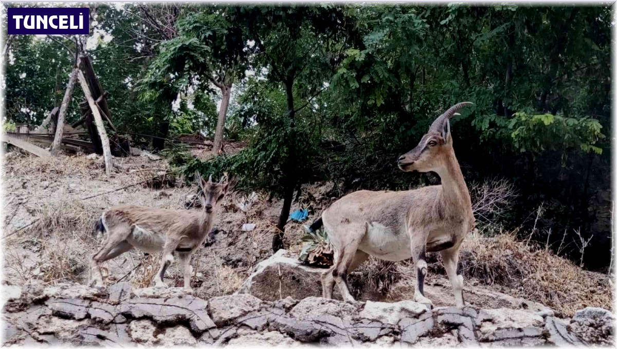 Tunceli'de dağ keçileri, evlerin yakınlarında insanlardan korkmadan geziyor