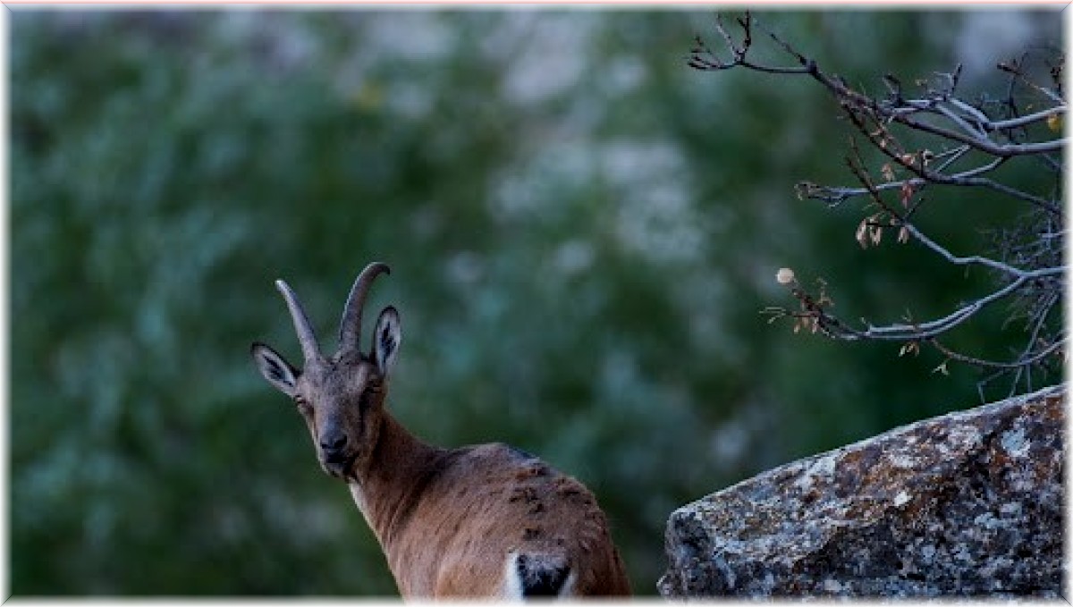 Tunceli'de dağ keçileri yavruları ile görüntülendi