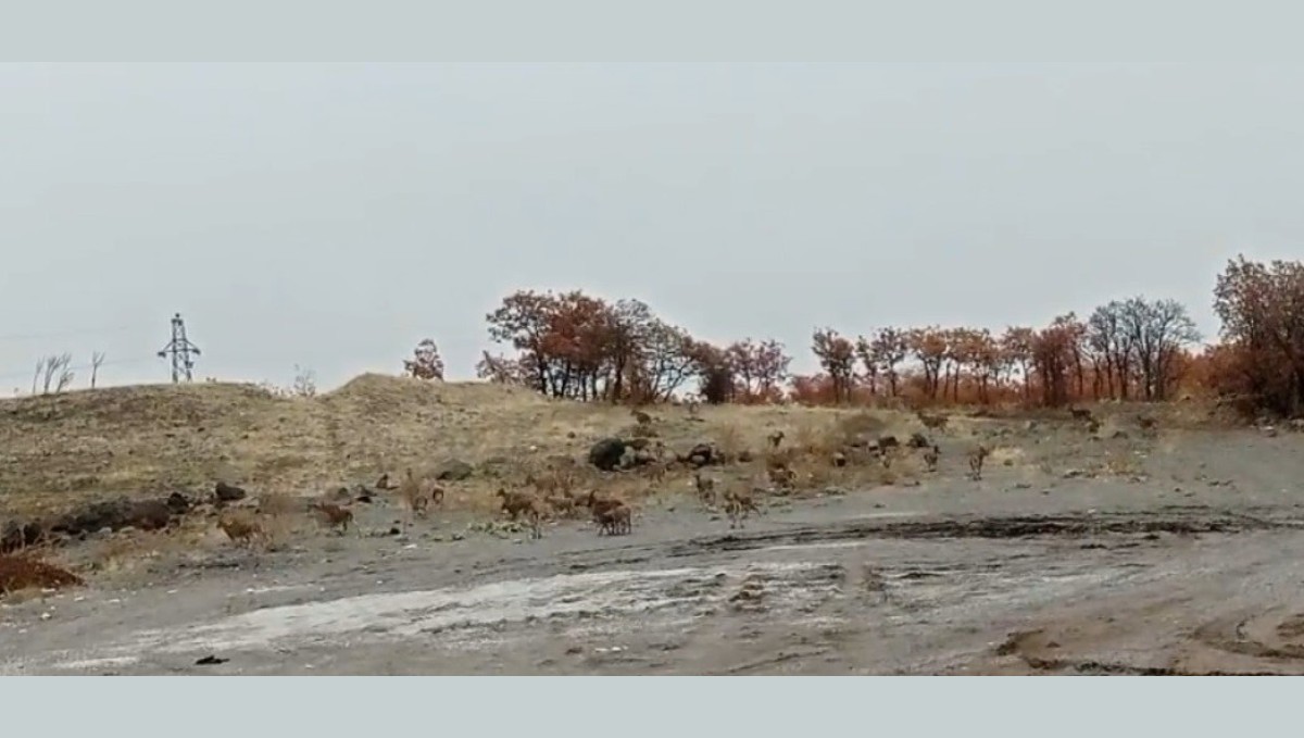 Tunceli'de dağ keçisi sürüsü görüntülendi