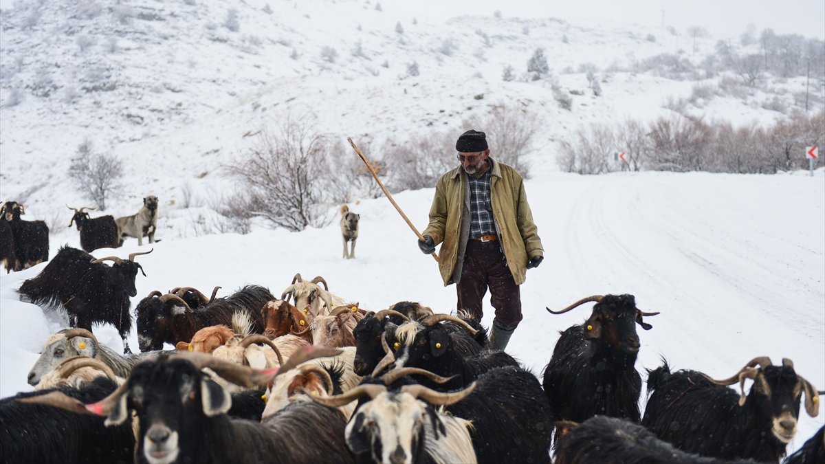 Tunceli'de dağ köylerinde yaşayan besicilerin keçileriyle zorlu yolculuğu