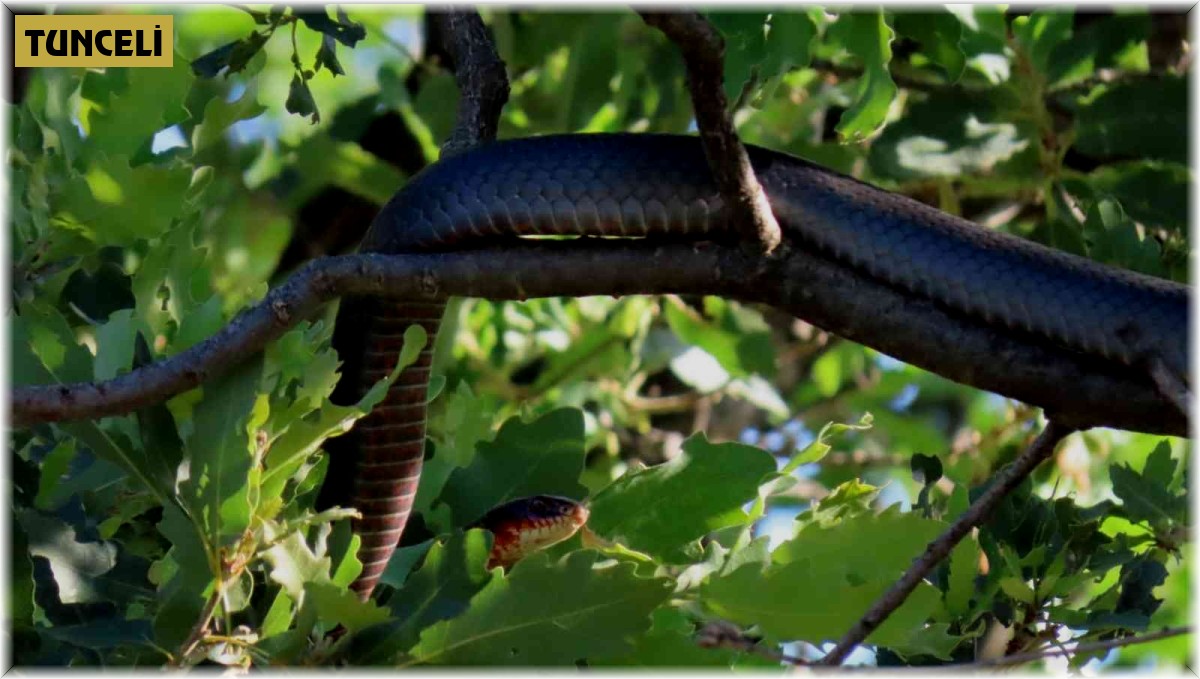 Tunceli'de dev yılan paniği