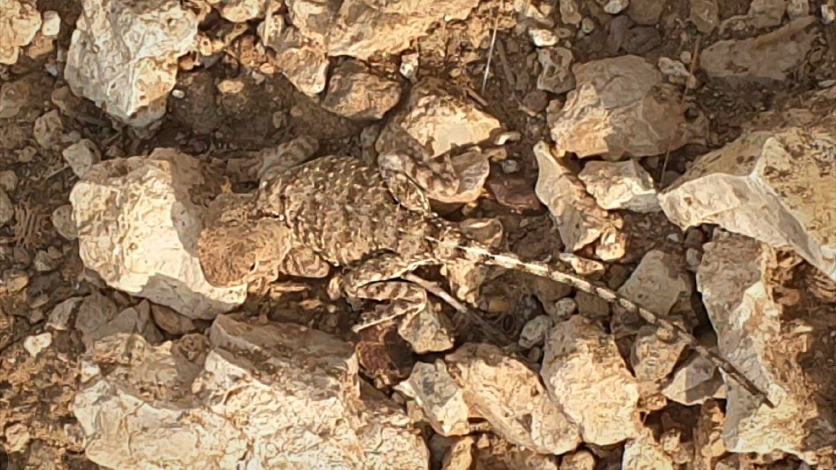 Tunceli'de doğada nadir görülen 'bozkır keleri' görüntülendi