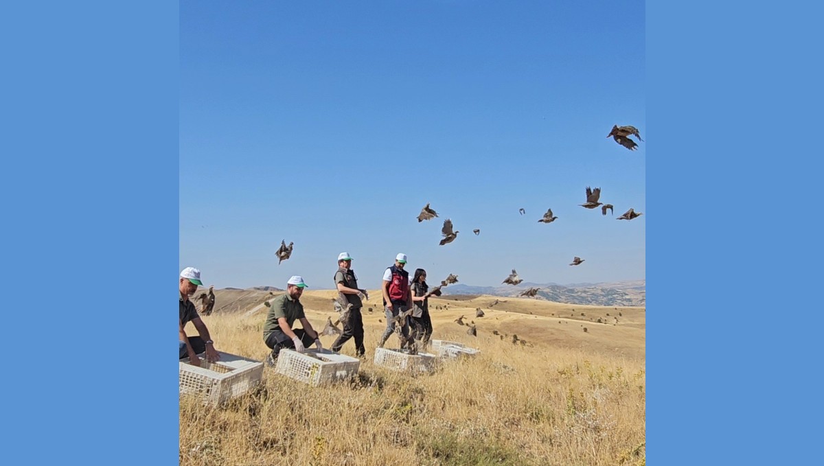 Tunceli'de doğaya 200 kınalı keklik salındı