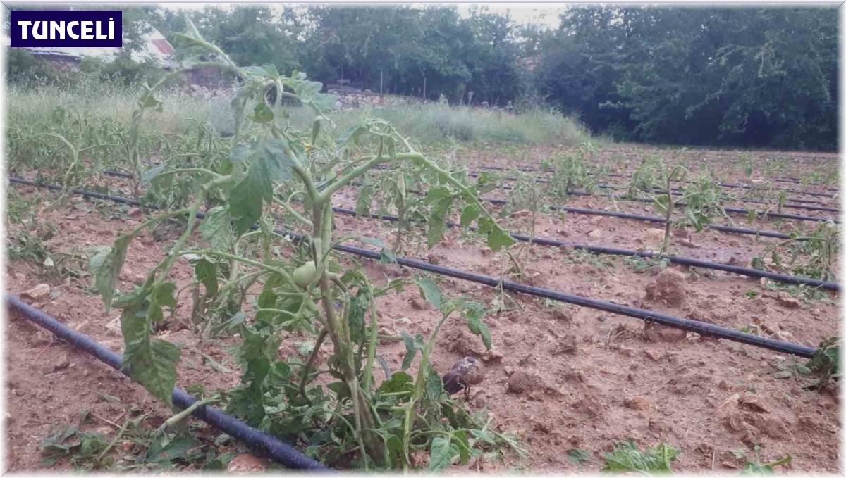 Tunceli'de dolu ekili alanlarda hasara yol açtı