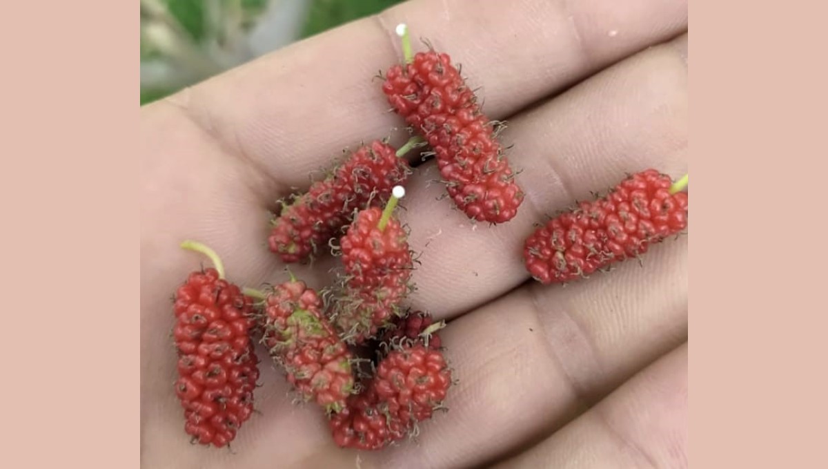 Tunceli'de dut ağacı mevsimi şaşırdı, ikinci kez meyve verdi