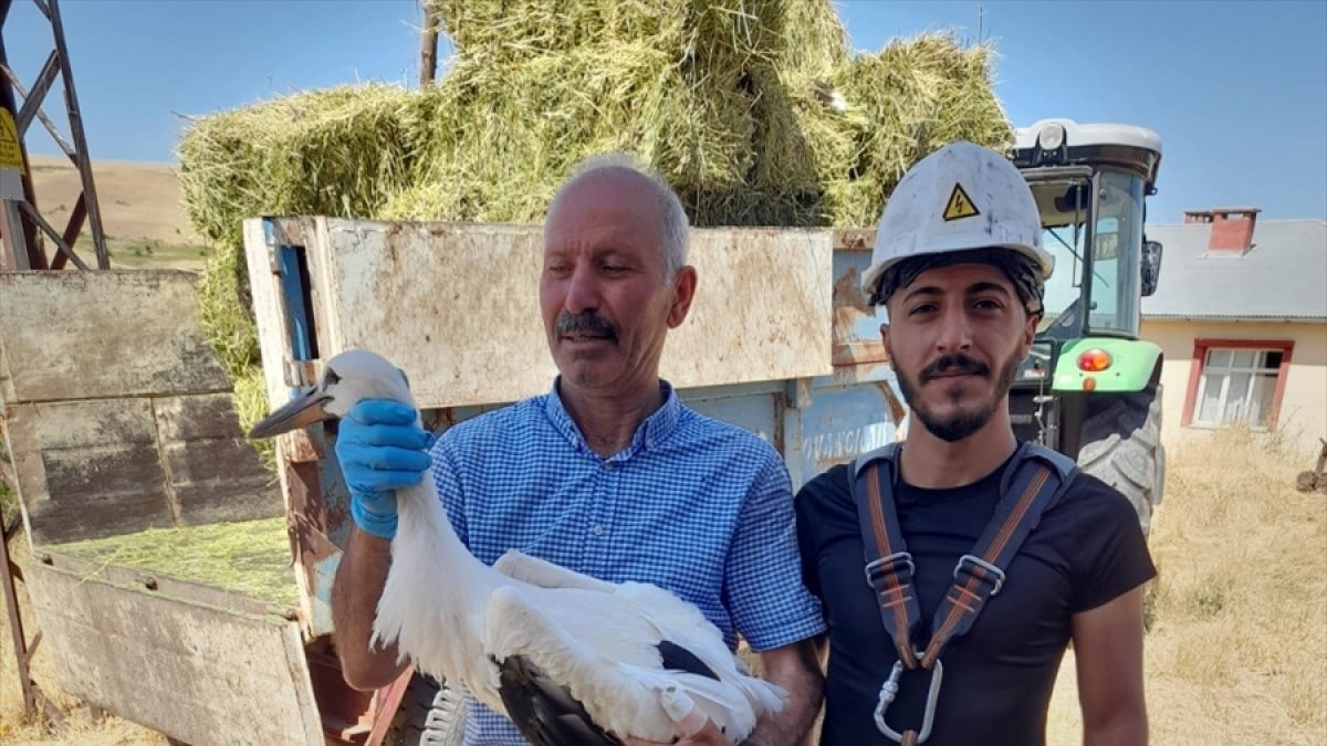 Tunceli'de elektrik direğinde asılı kalan leylek kurtarıldı