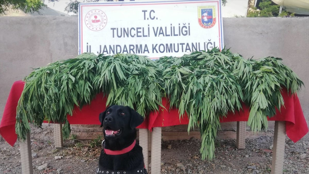 Tunceli'de evinin bahçesinde Hint keneviri yetiştiren kişi gözaltına alındı