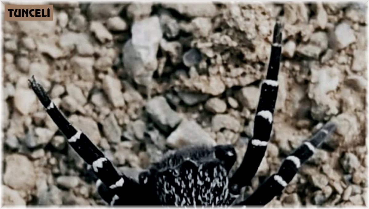 Tunceli'de fotoğraflanın örümceğin henüz keşfedilmemiş tür olması muhtemel