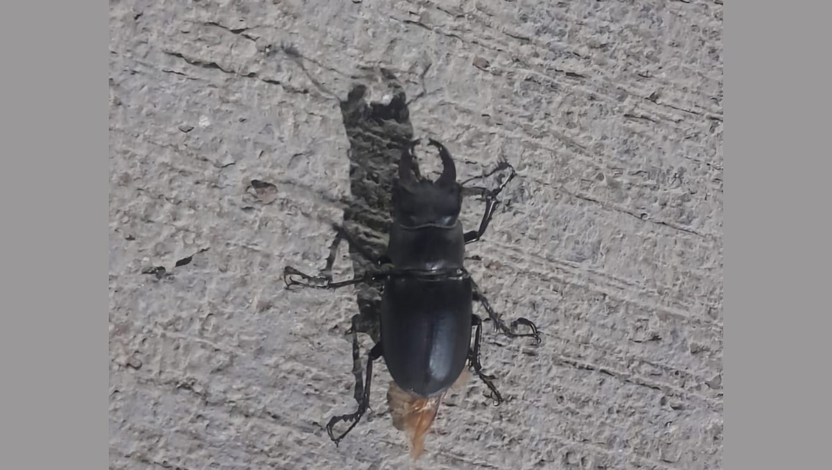 Tunceli'de görüldü: Zarar vermenin cezası 557 bin TL