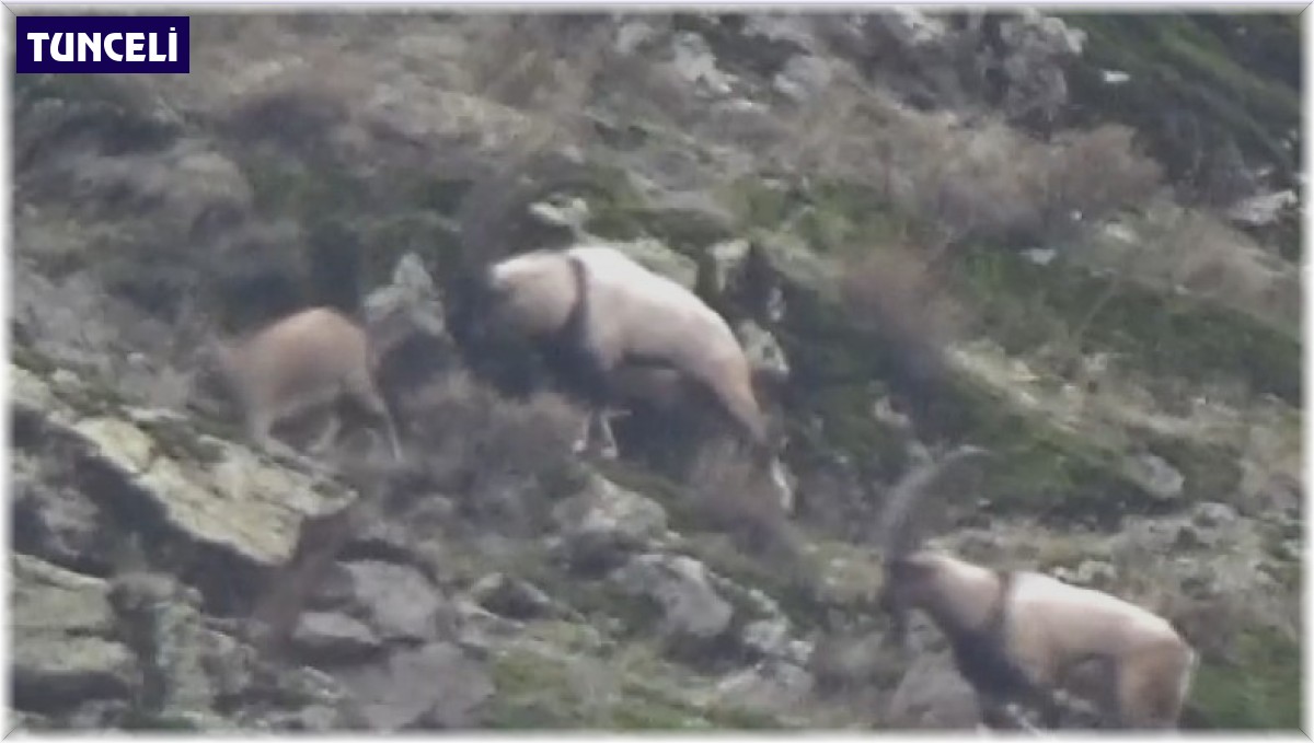 Tunceli'de görüntülenen yaban tekeleri ihtişamıyla görenleri mest etti