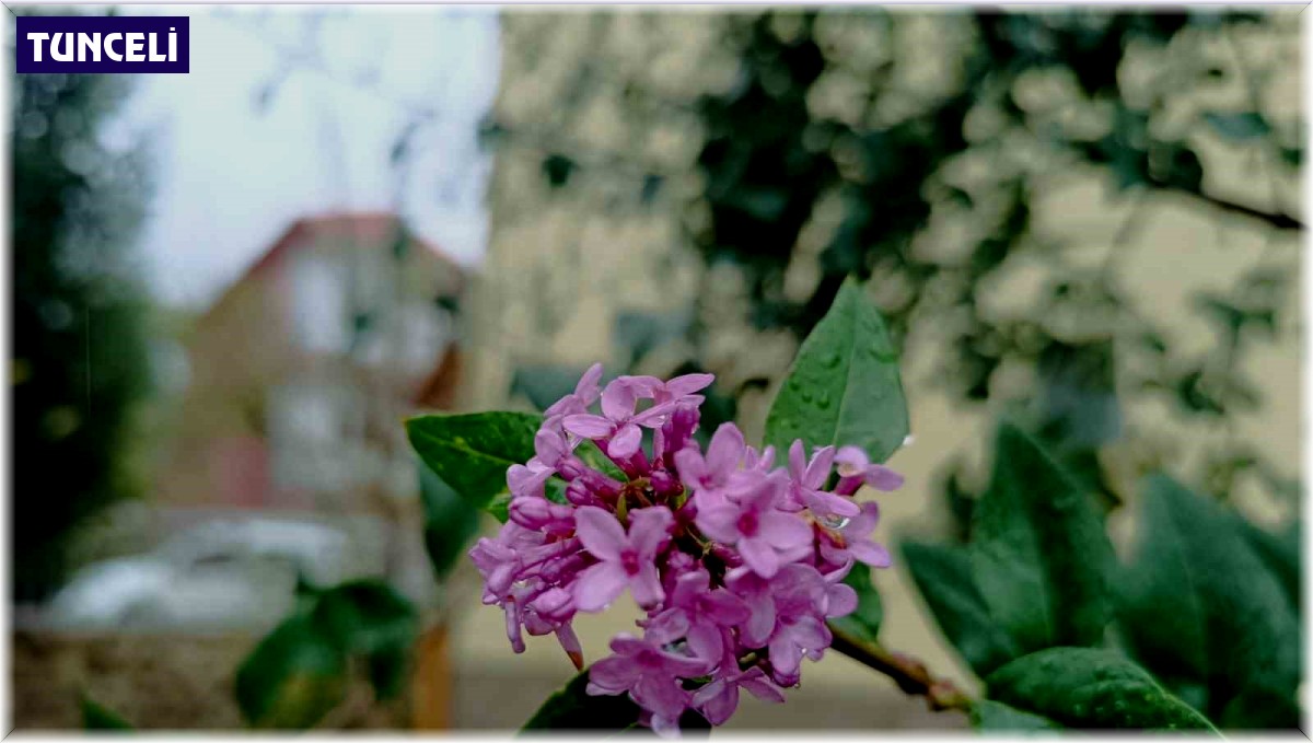 Tunceli'de iki mevsim aynı anda yaşanıyor: Bir yanı kara kış diğer yanında çiçek açıyor