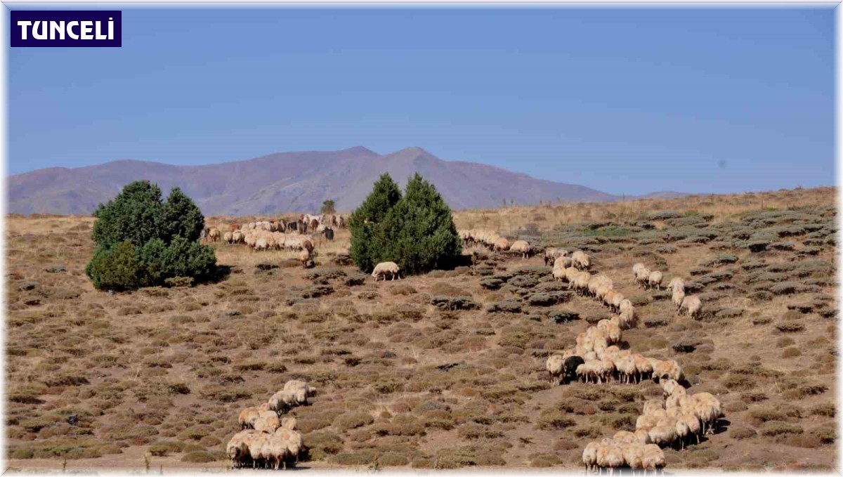 Tunceli'de il içi ve il dışı hayvan hareketleri yasaklandı