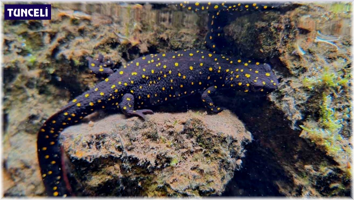 Tunceli'de ilk defa tespit edilmişti, bir alt türü daha görüntülendi