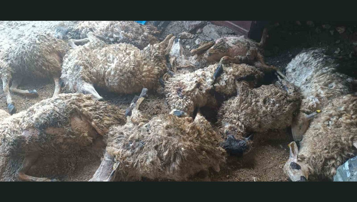 Tunceli'de izdiham oluşan ağılda 11 koyun telef oldu