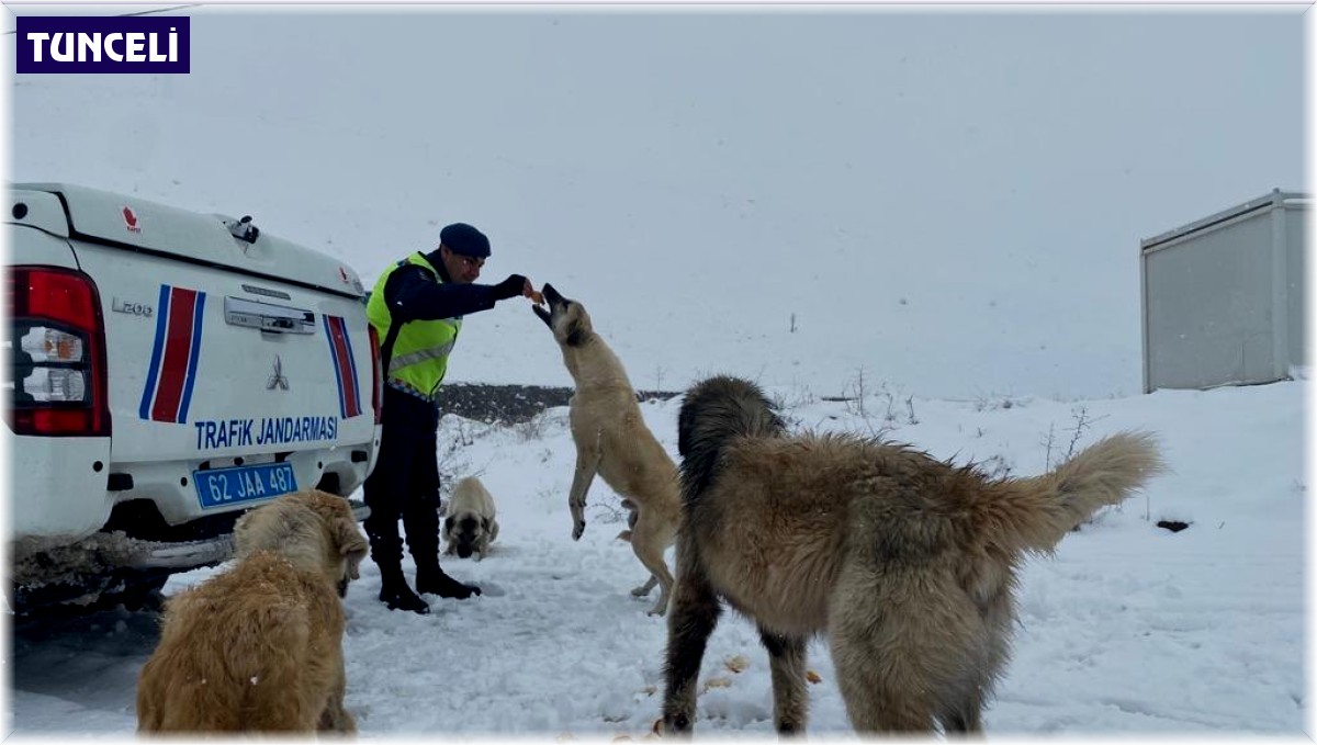 Tunceli'de jandarmadan sokak hayvanlarına mama ve su desteği