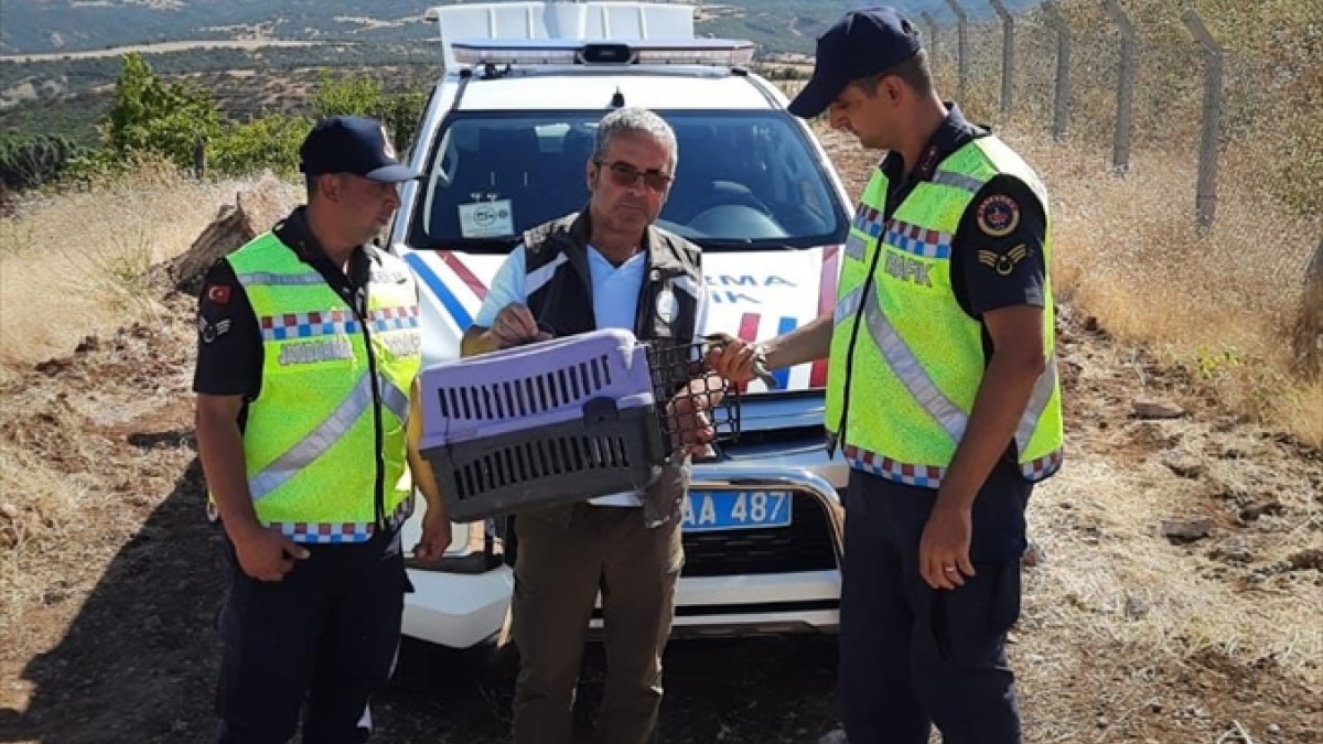 Tunceli'de jandarmanın yaralı bulduğu arı kuşu tedaviye alındı