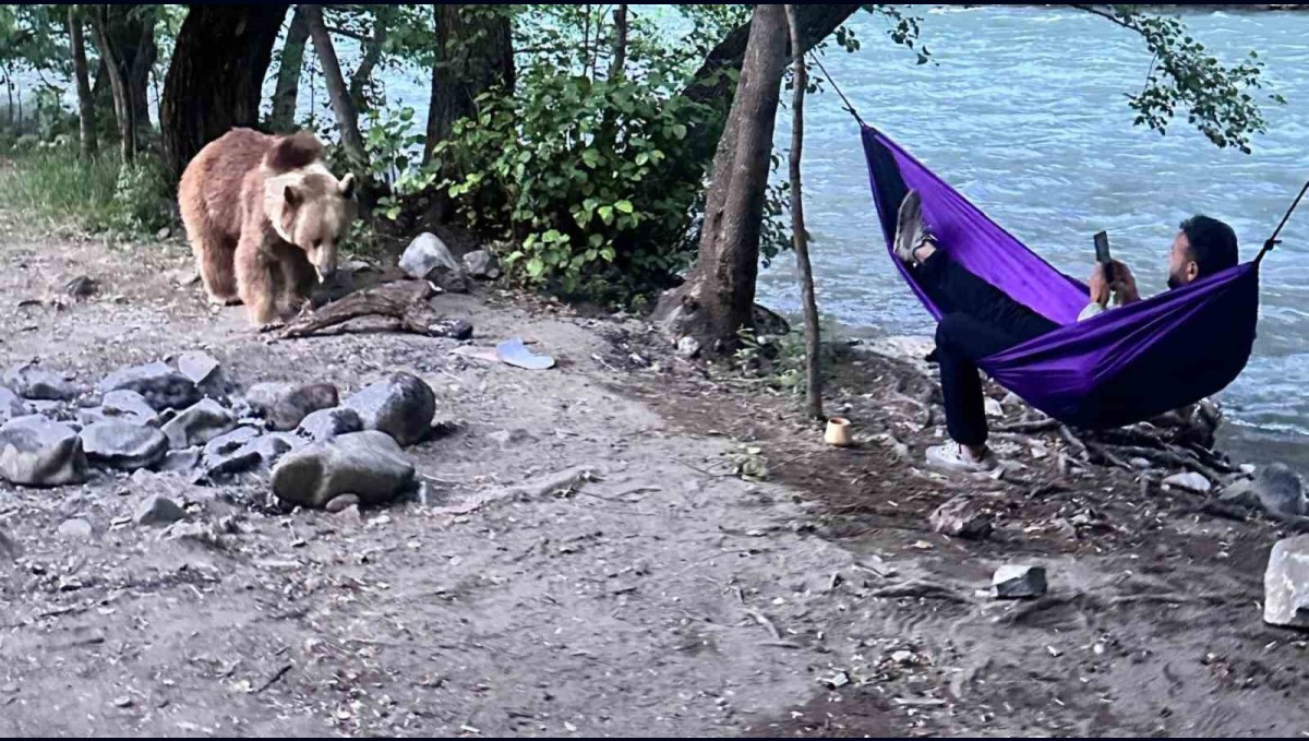 Tunceli'de kampçıların davetsiz misafiri: Anne ayı ve 2 yavrusu