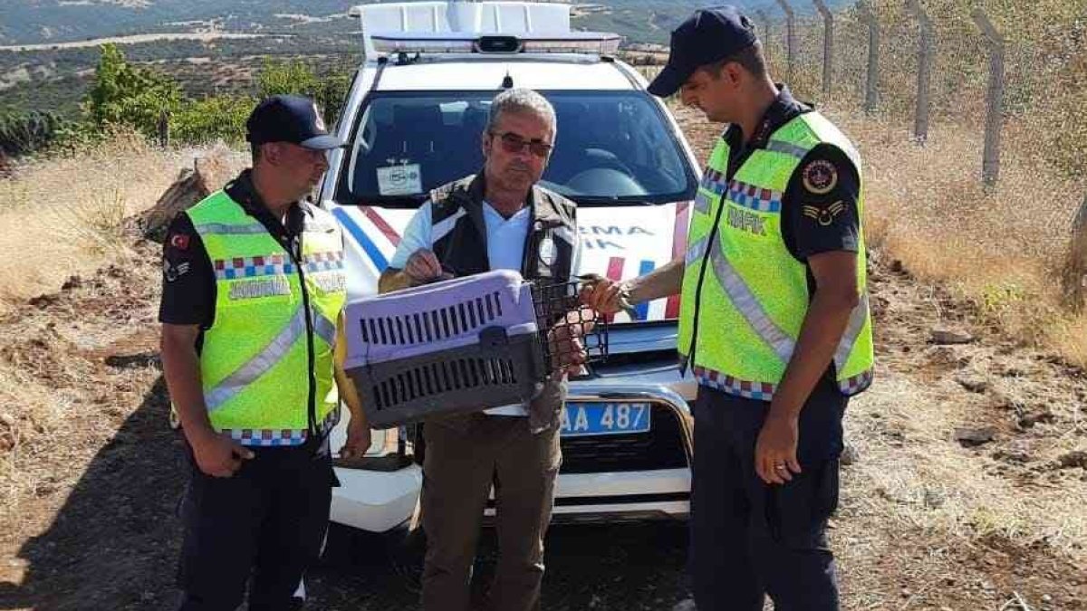 Tunceli'de kanadı kırık arı kuşuna jandarma sahip çıktı