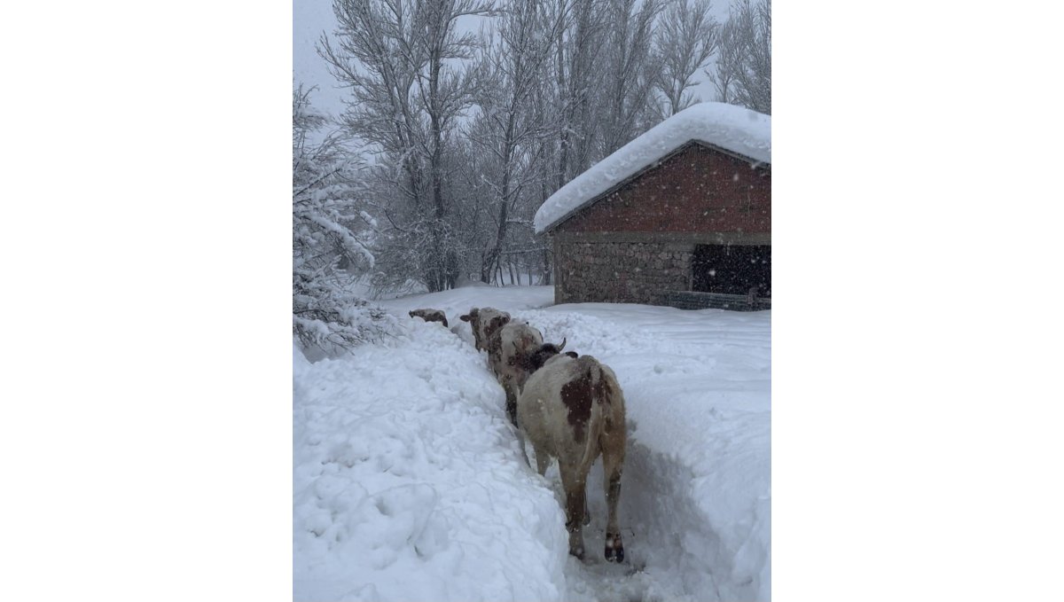Tunceli'de kar kalınlığı 1,5 metreyi aştı: İnekler karda kayboldu