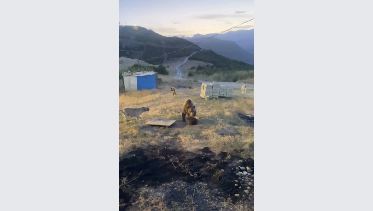 Tunceli'de karakolun davetsiz misafiri: Bozayı