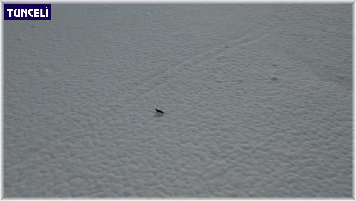 Tunceli'de karda yiyecek arayan tilki dron kamerasında