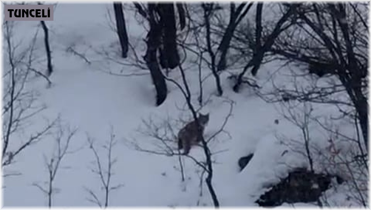 Tunceli'de karda yiyecek arayan vaşak görüntülendi
