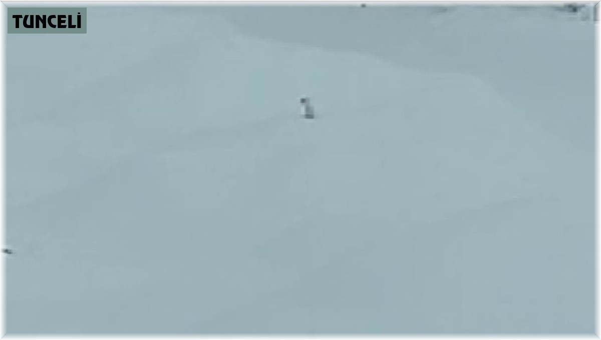 Tunceli'de karlar arasındaki beyaz gelincik cep telefonu kamerasına takıldı