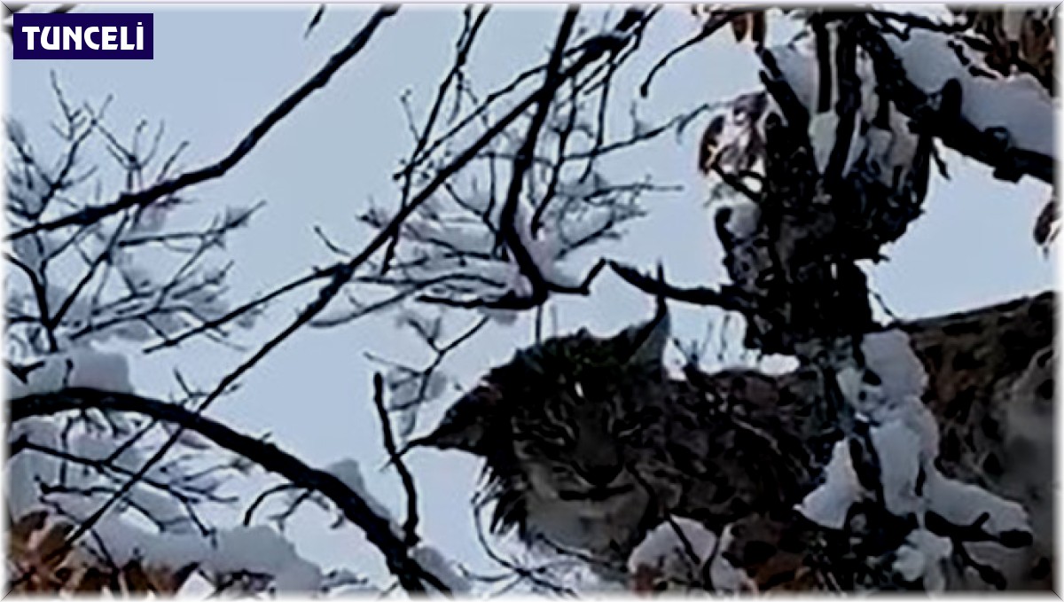 Tunceli'de karların arasında kamufle olan vaşak görüntülendi