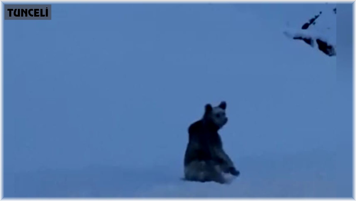 Tunceli'de karlı yollarda boz ayı görüntülendi