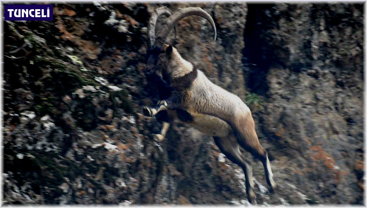 Tunceli'de karlı zirvelerde yiyecek arayan yaban keçileri görüntülendi