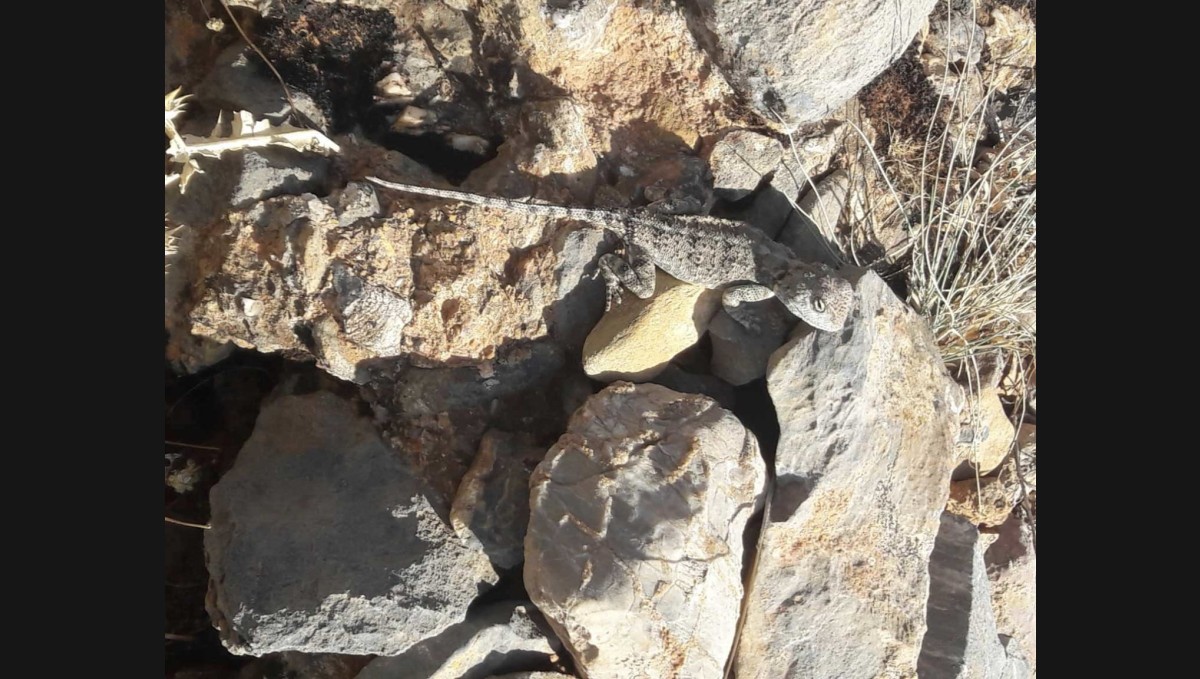 Tunceli'de kırmızı listede bulunan 'Bozkır Keleri' görüldü